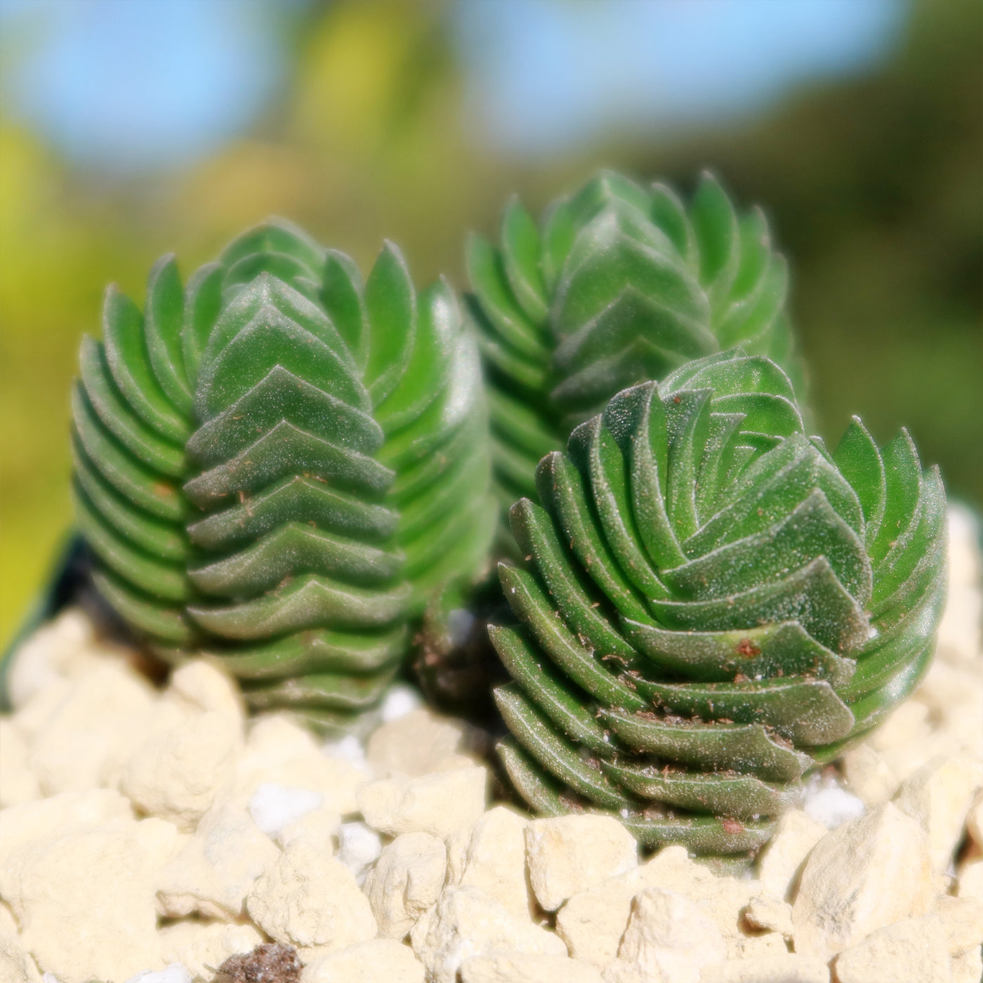 buddha's temple succulent plant Shop 'Crassula Buddha's Temple for Sale' Care and Growing Guide