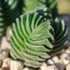 Crassula Buddha&