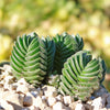 Crassula Buddha&