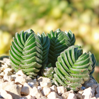 buddha succulent Shop 'Crassula Buddha's Temple for Sale' Care and Growing Guide