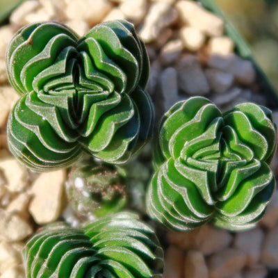 Crassula Buddha's Temple