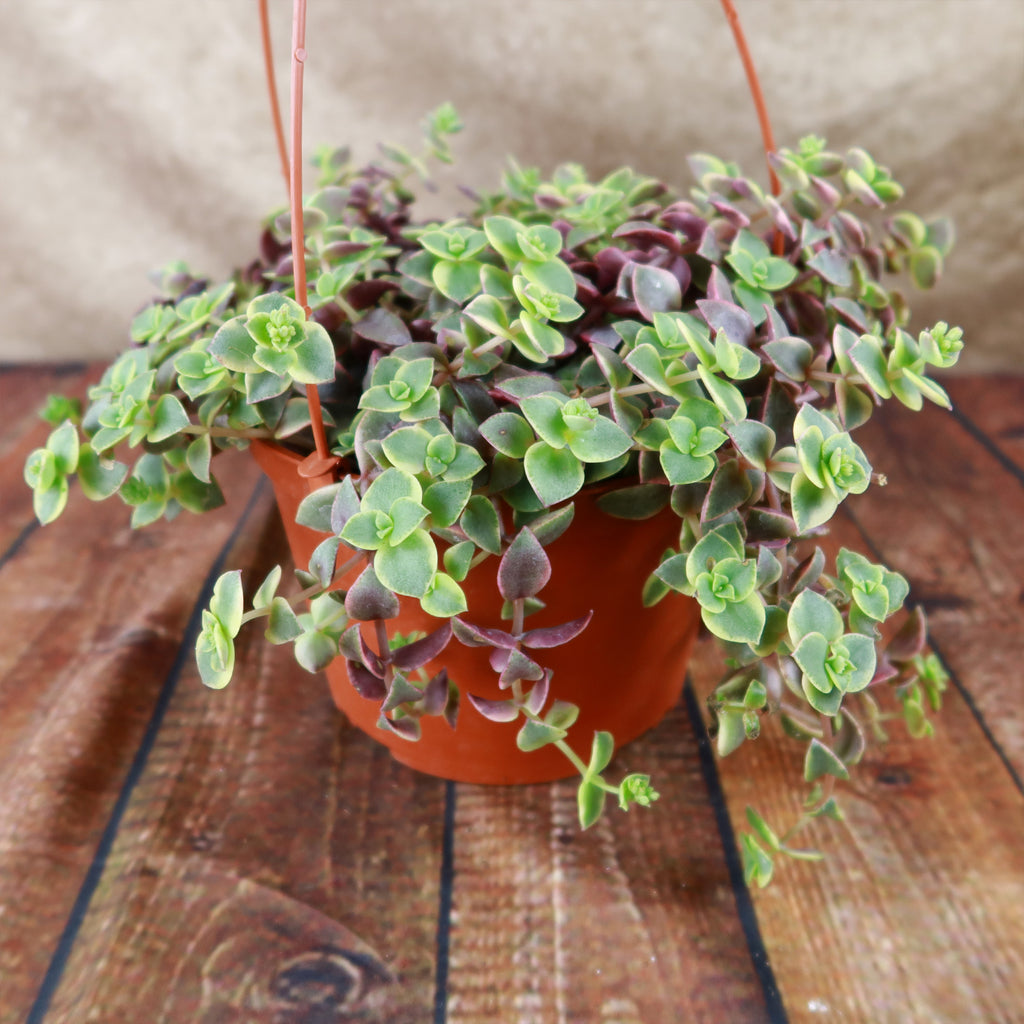 Calico Kittens Plant - Crassula marginalis rubra ‘Variegata’
