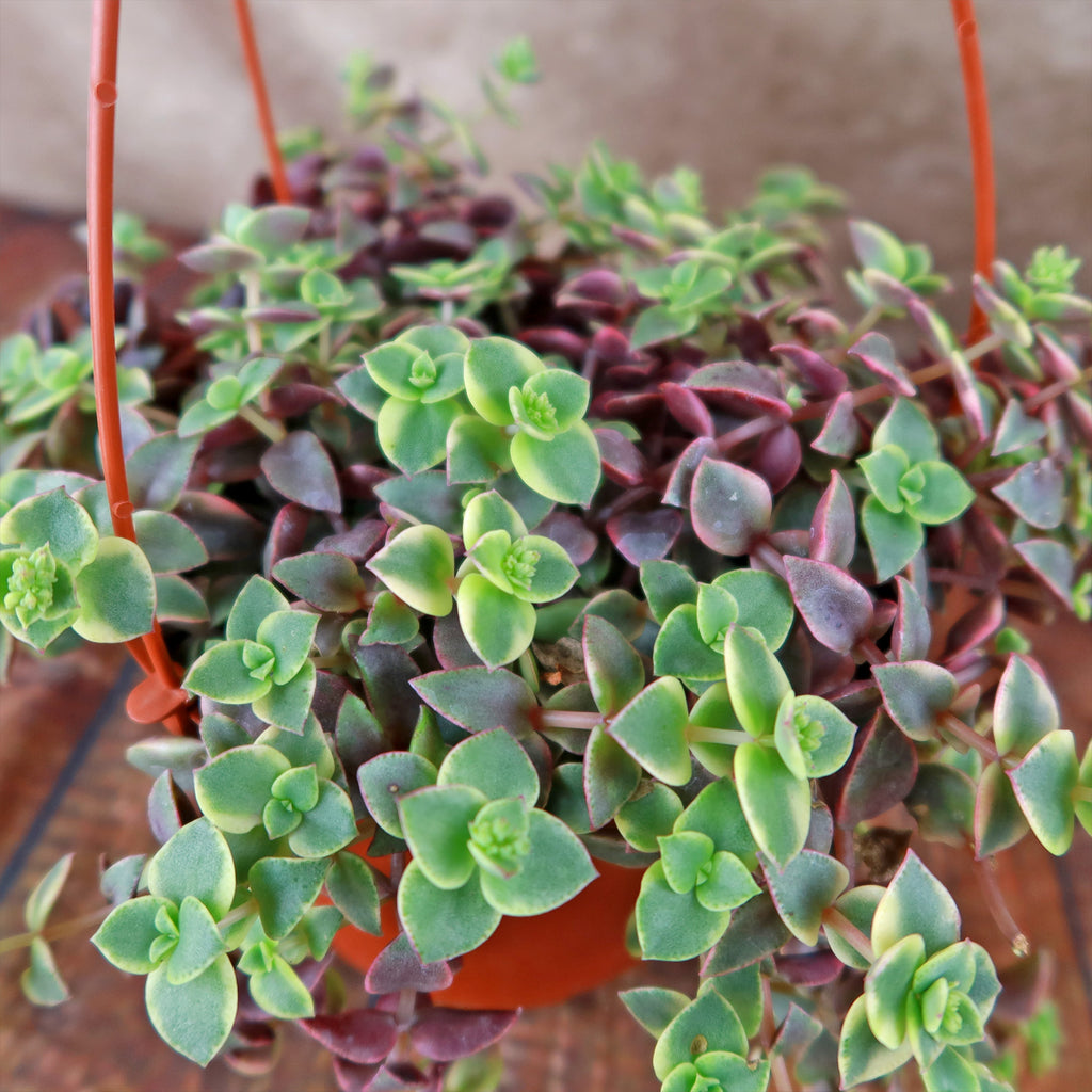 Calico Kittens Plant - Crassula marginalis rubra ‘Variegata’
