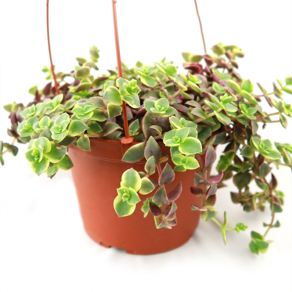 Calico Kittens Plant - Crassula marginalis rubra ‘Variegata’