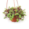 Calico Kittens Plant - Crassula marginalis rubra ‘Variegata’