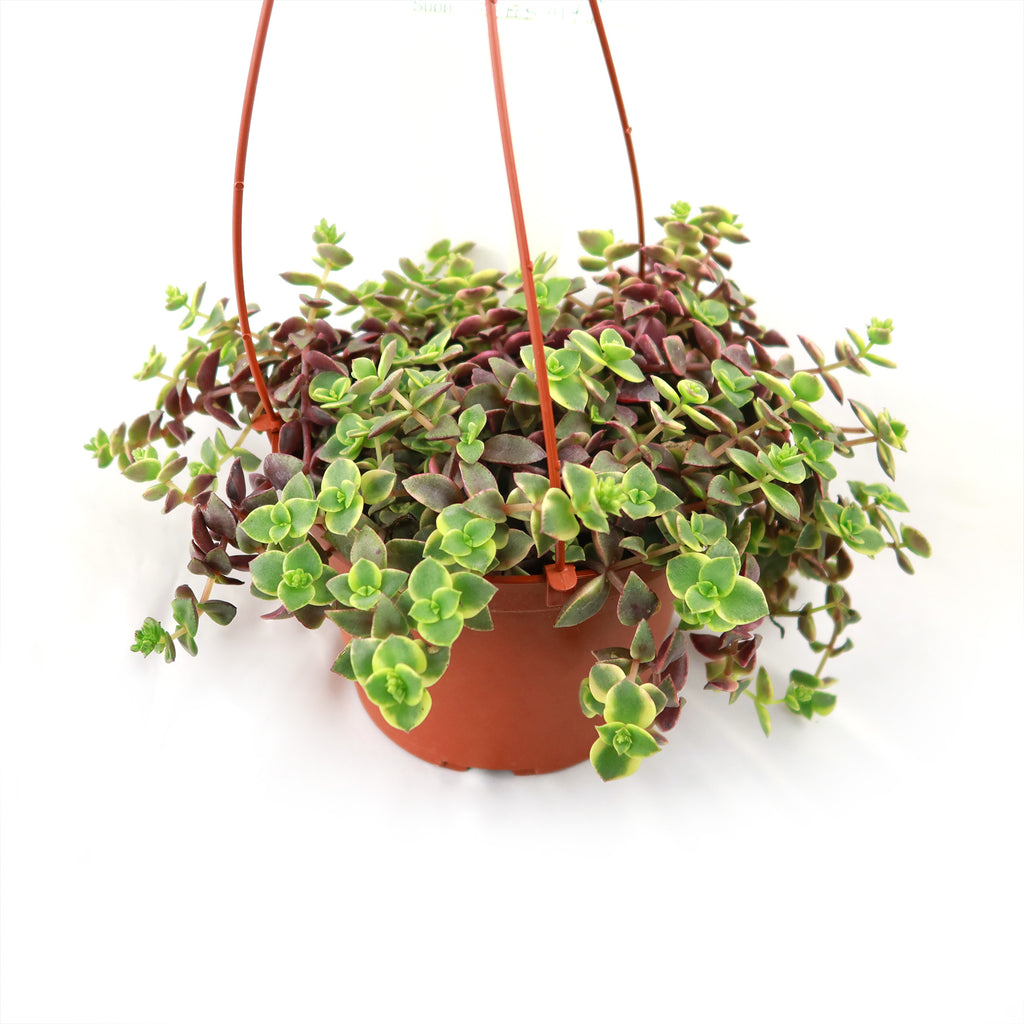 Calico Kittens Plant - Crassula marginalis rubra ‘Variegata’