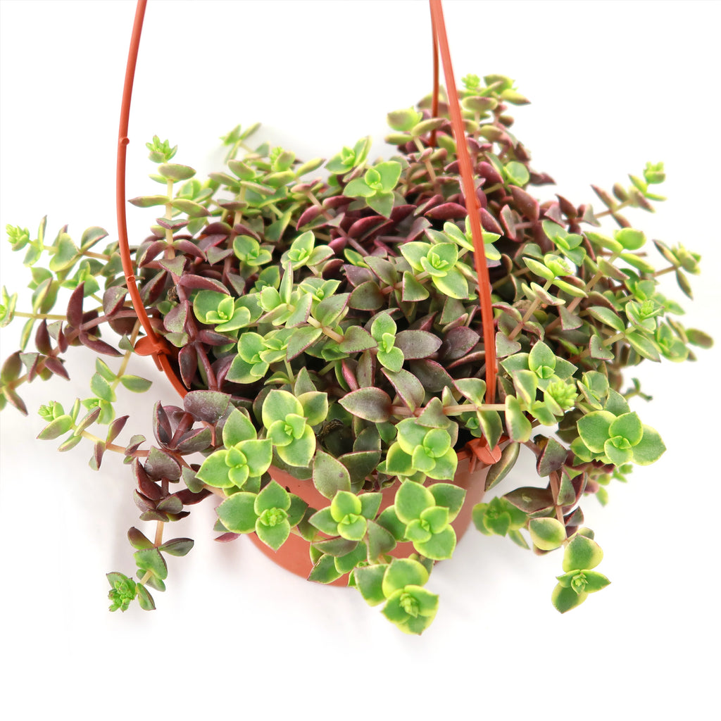 Calico Kittens Plant - Crassula marginalis rubra ‘Variegata’