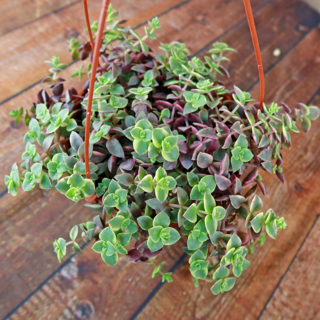 Calico Kittens Plant - Crassula marginalis rubra ‘Variegata’