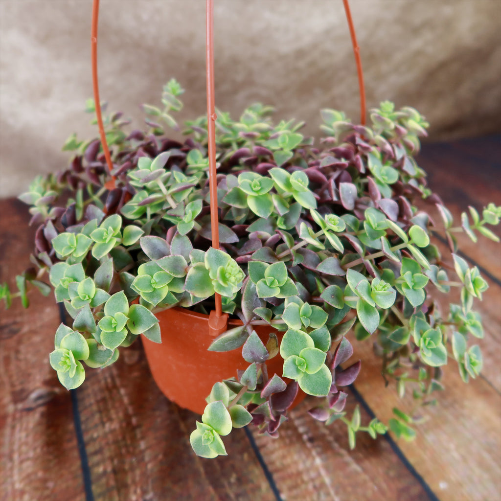 Calico Kittens Plant - Crassula marginalis rubra ‘Variegata’