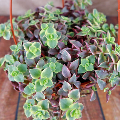 Calico Kittens Plant - Crassula marginalis rubra ‘Variegata’