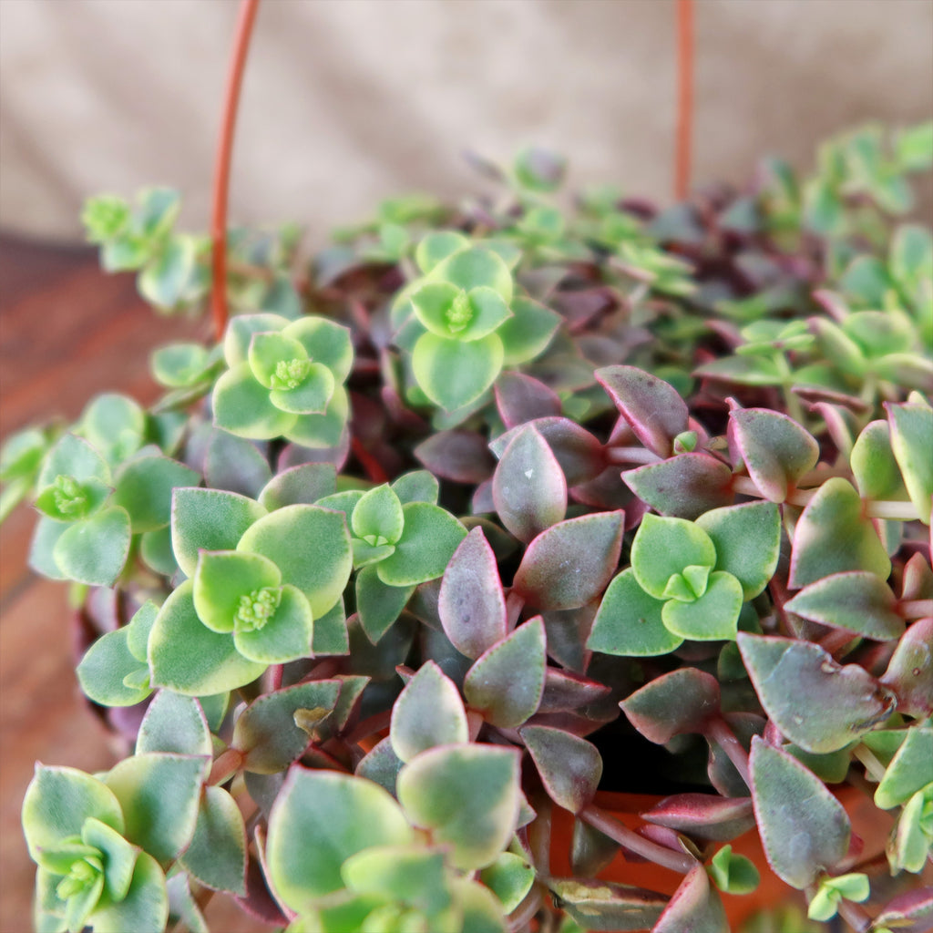 Calico Kittens Plant - Crassula marginalis rubra ‘Variegata’