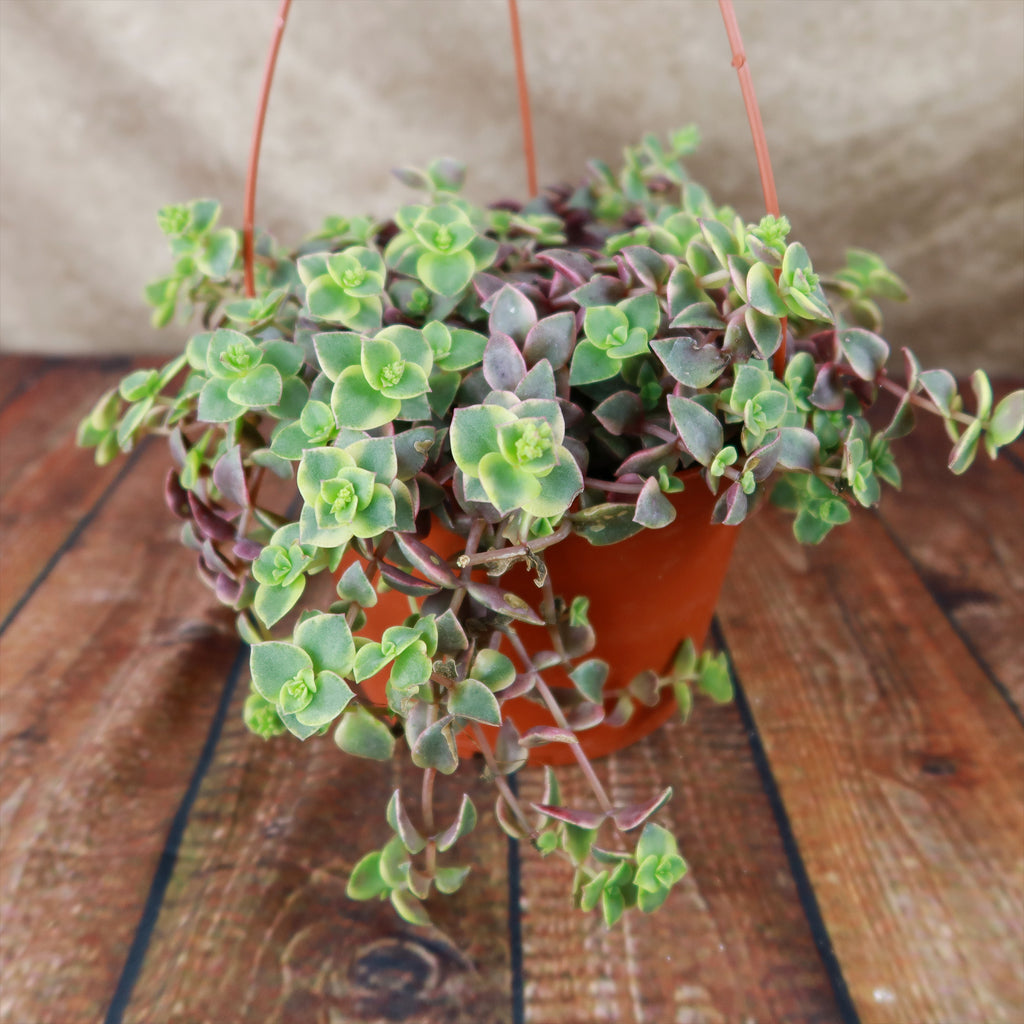 Calico Kittens Plant - Crassula marginalis rubra ‘Variegata’