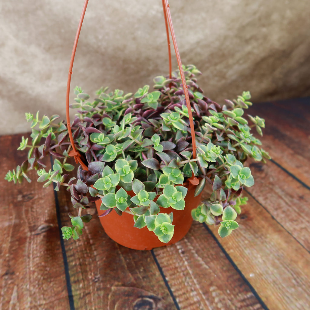 Calico Kittens Plant - Crassula marginalis rubra ‘Variegata’