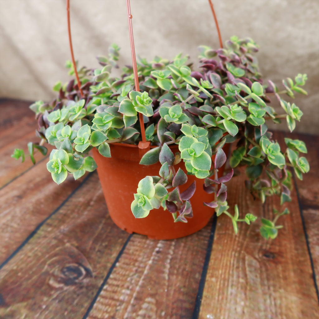Calico Kittens Plant - Crassula marginalis rubra ‘Variegata’