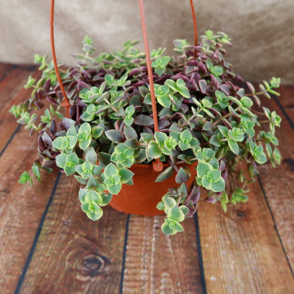 Calico Kittens Plant - Crassula marginalis rubra ‘Variegata’