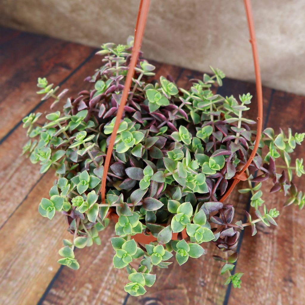 Calico Kittens Plant - Crassula marginalis rubra ‘Variegata’