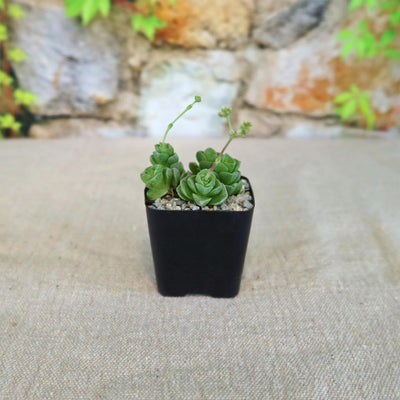 Crassula Dorothy