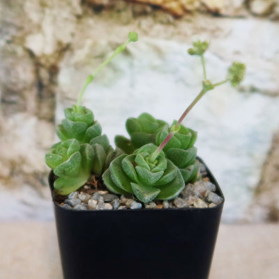 Crassula Dorothy