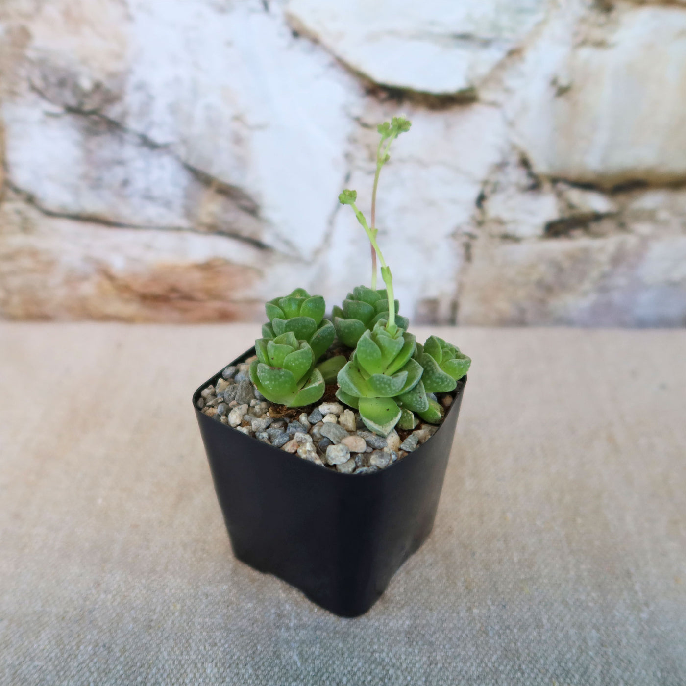Crassula Dorothy