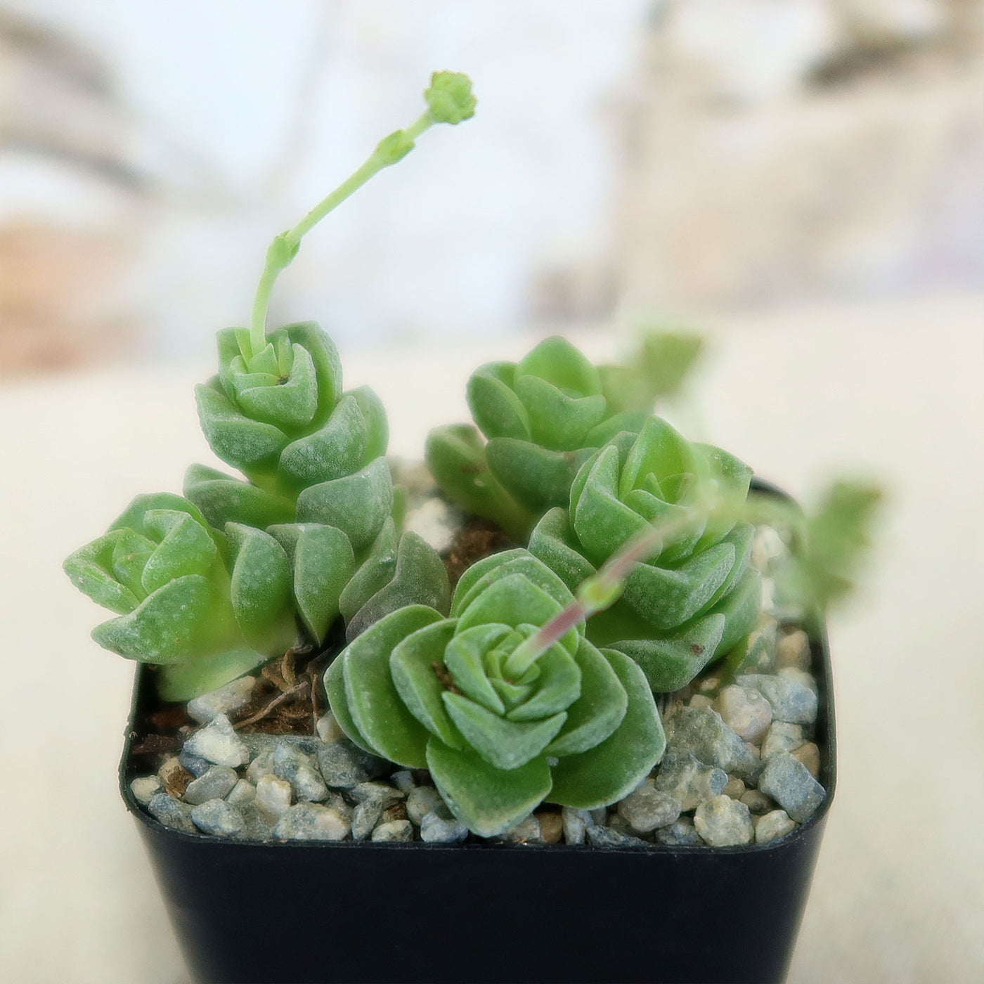 Crassula Dorothy