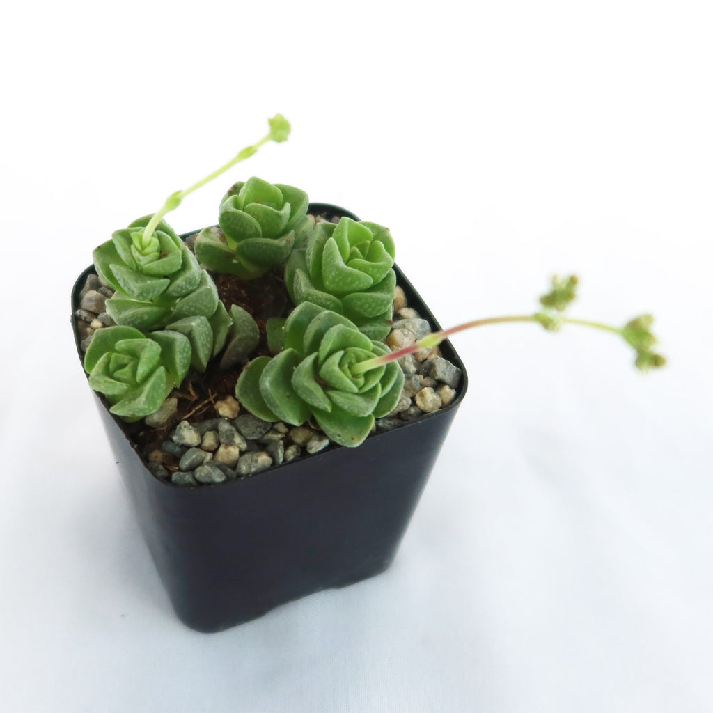 Crassula Dorothy