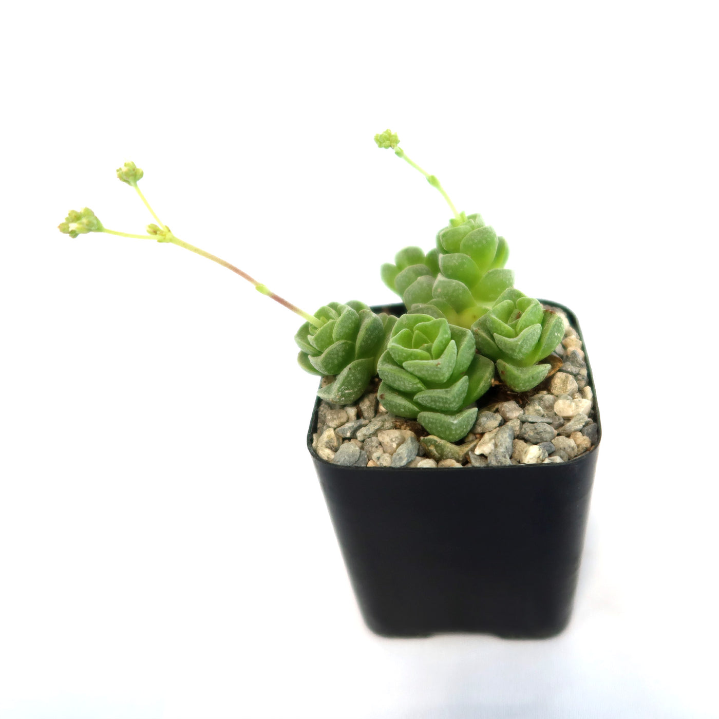 ebay succulent pots Crassula Dorothy 2" Pot