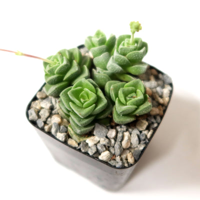 Crassula Dorothy