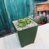 Crassula Dorothy