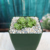 Crassula Dorothy