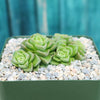 Crassula Dorothy