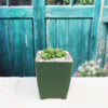 Crassula Dorothy
