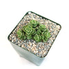 Crassula Dorothy