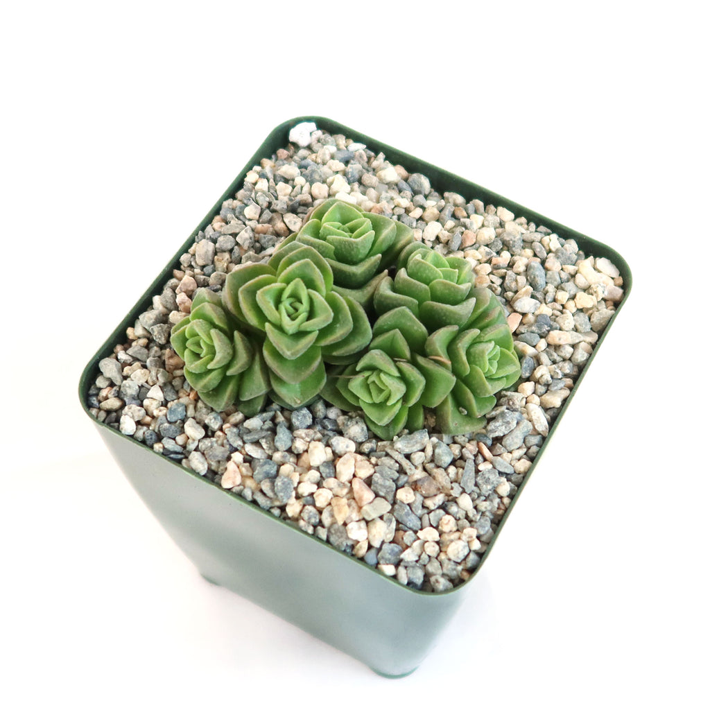 Crassula Dorothy