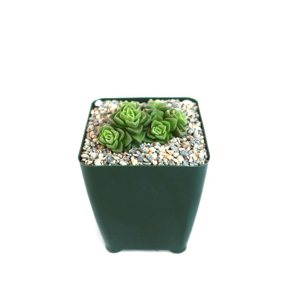 Crassula Dorothy