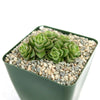 Crassula Dorothy