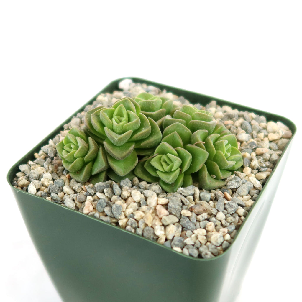 Crassula Dorothy