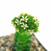 Crassula Spiralis