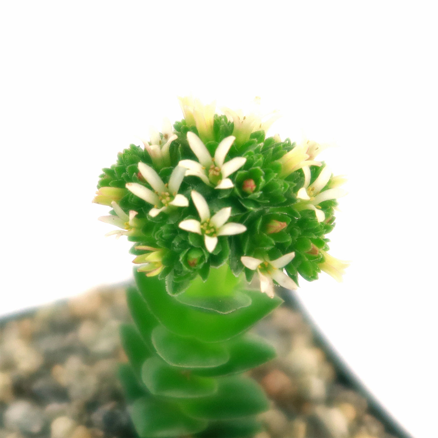 Crassula Spiralis