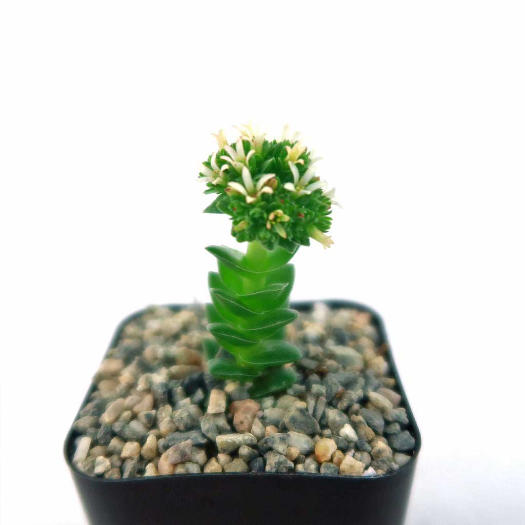 Crassula Spiralis
