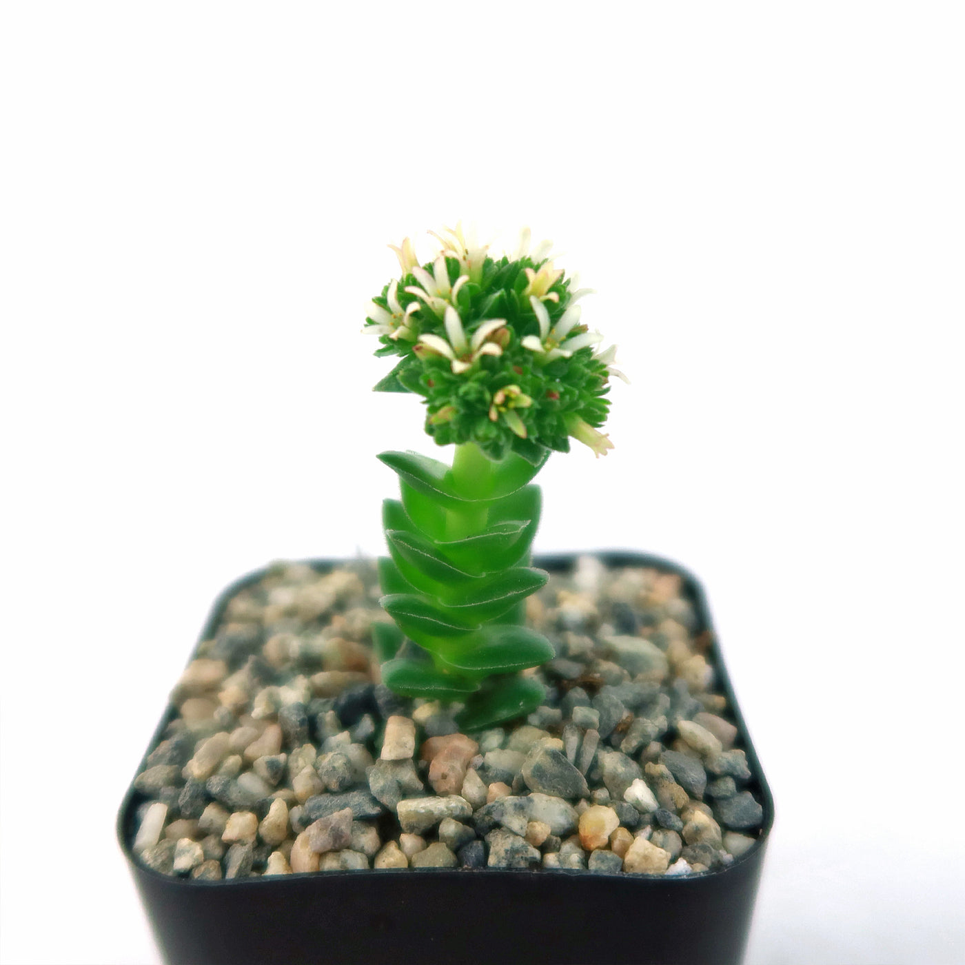 Crassula Spiralis