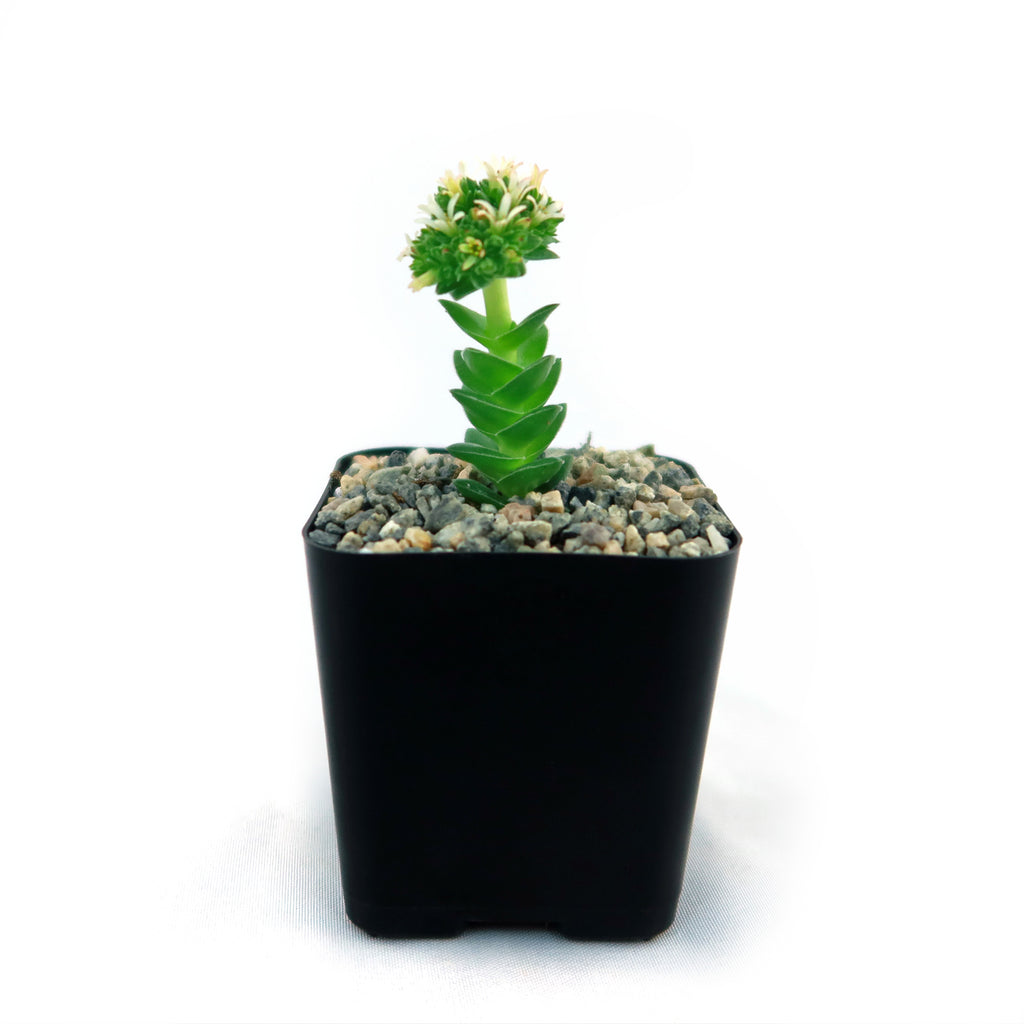 Crassula Spiralis
