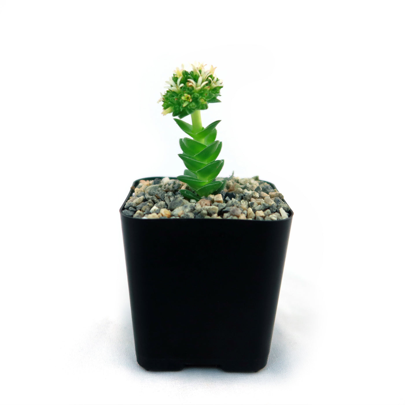 Crassula Spiralis