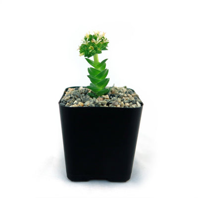 Crassula Spiralis