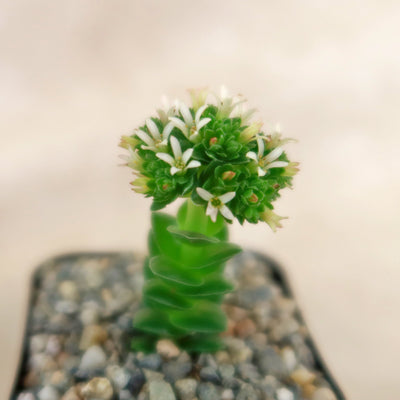 succulent with tiny white flowers Shop 'Crassula Spiralis' Care & Growing Guide