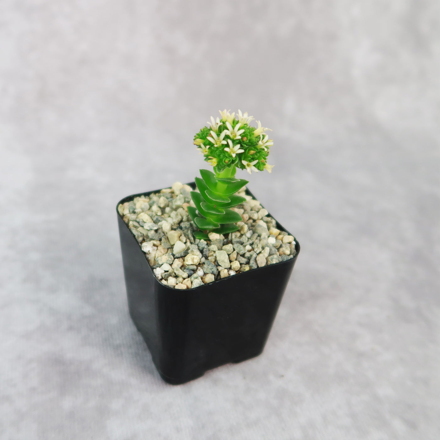 succulent with tiny white flowers Crassula Spiralis 2" Pot