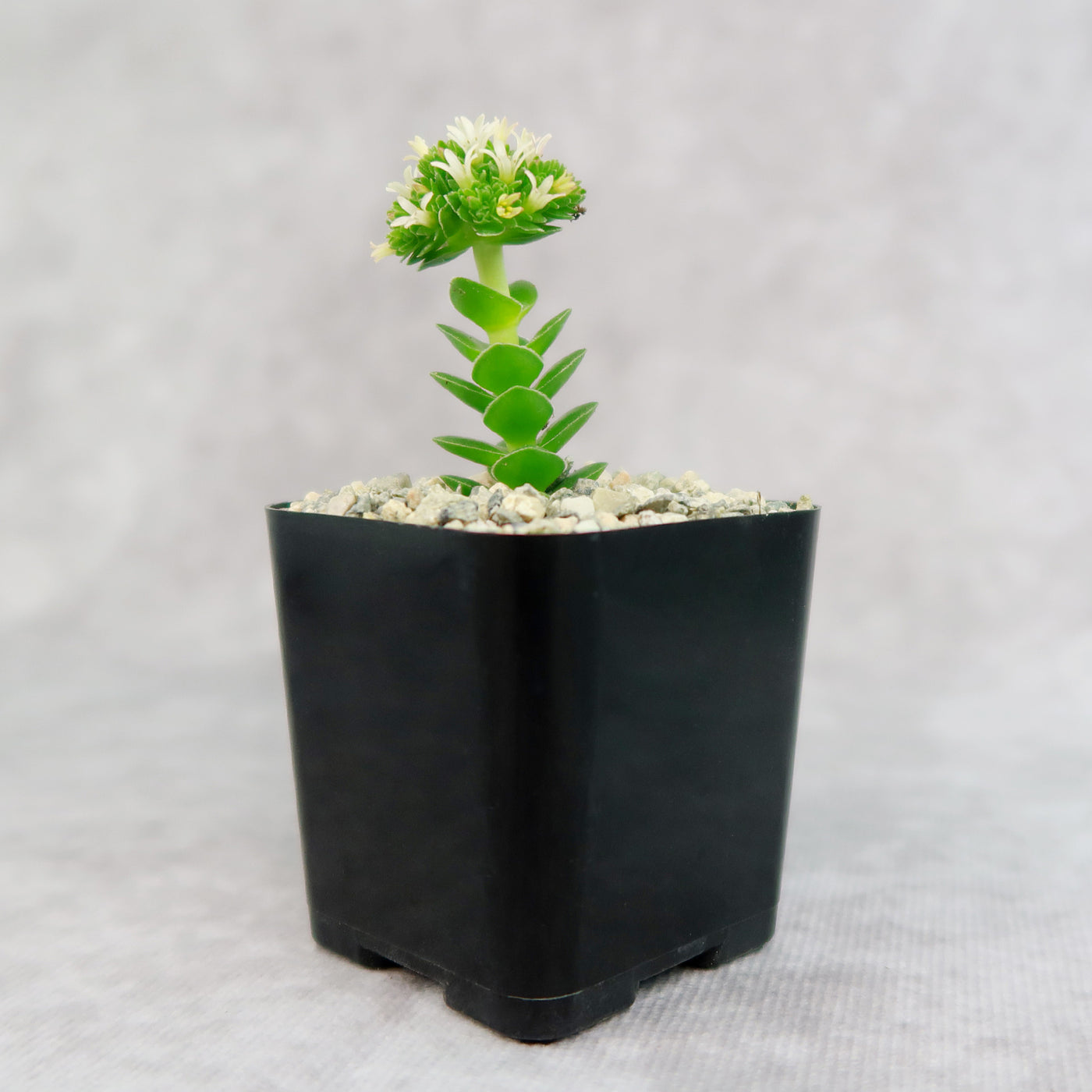 Crassula Spiralis