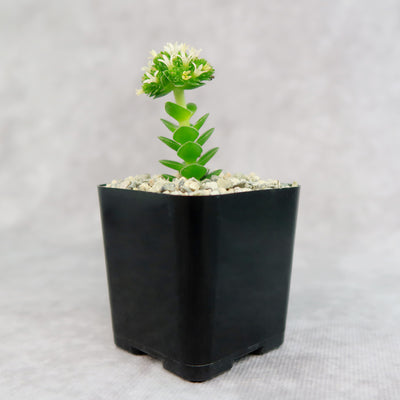 Crassula Spiralis