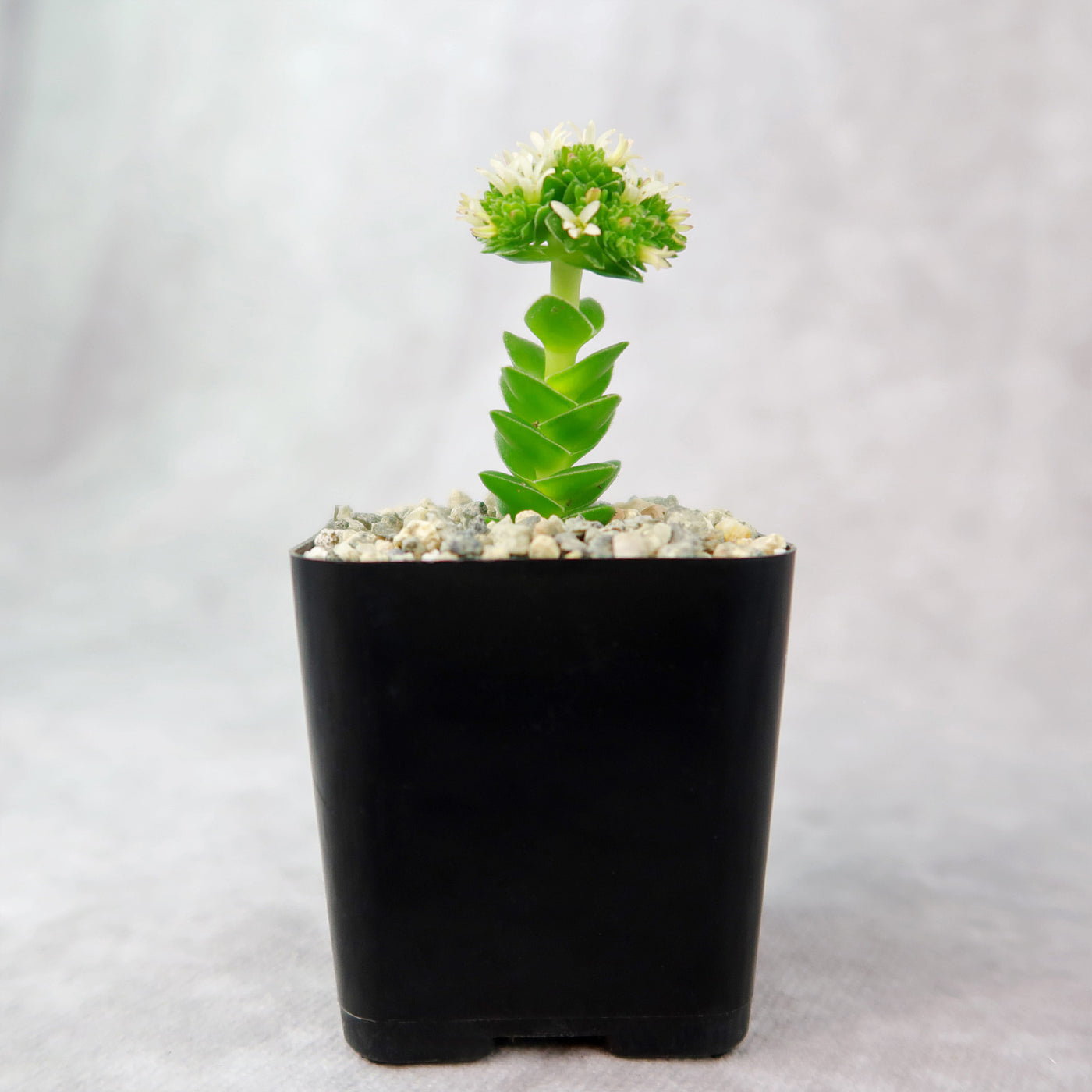 black and white succulent plant Shop 'Crassula Spiralis' Care & Growing Guide