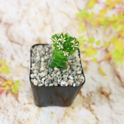 Crassula Spiralis