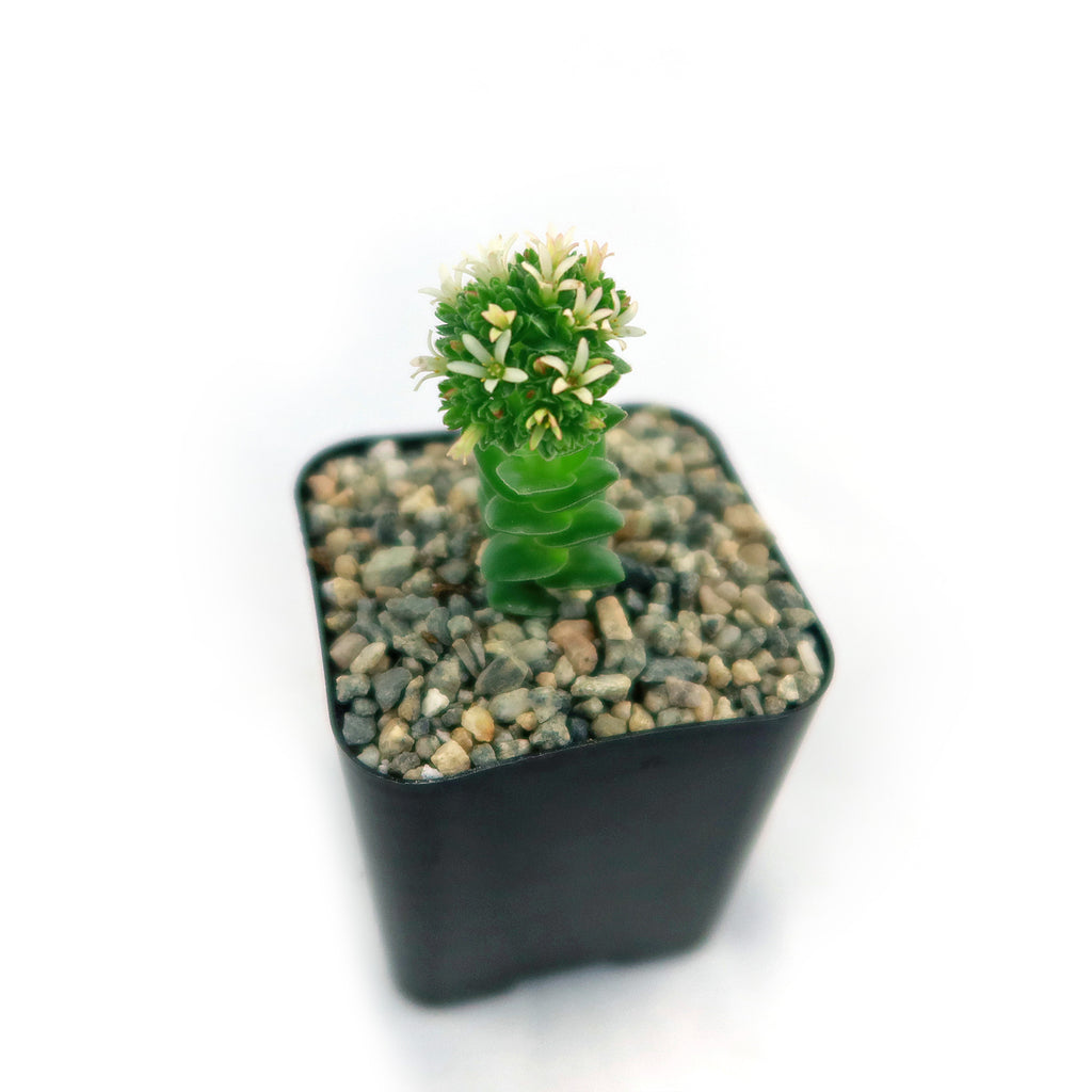 Crassula Spiralis